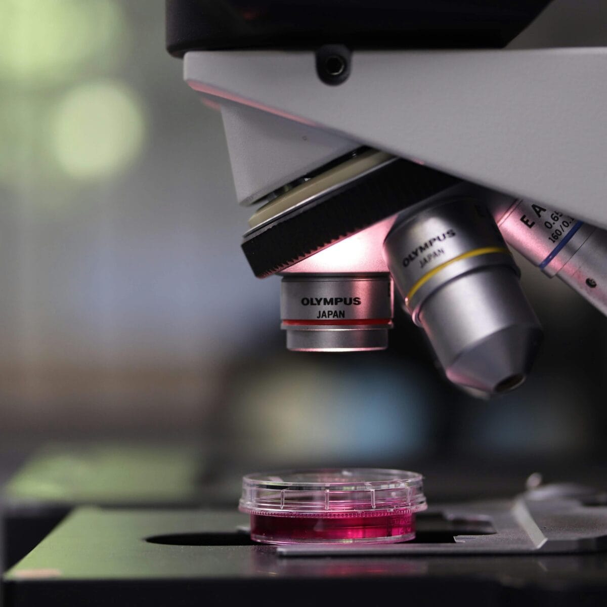 Witamina D3 vs D2 – porównanie badań naukowych skuteczności suplementacji