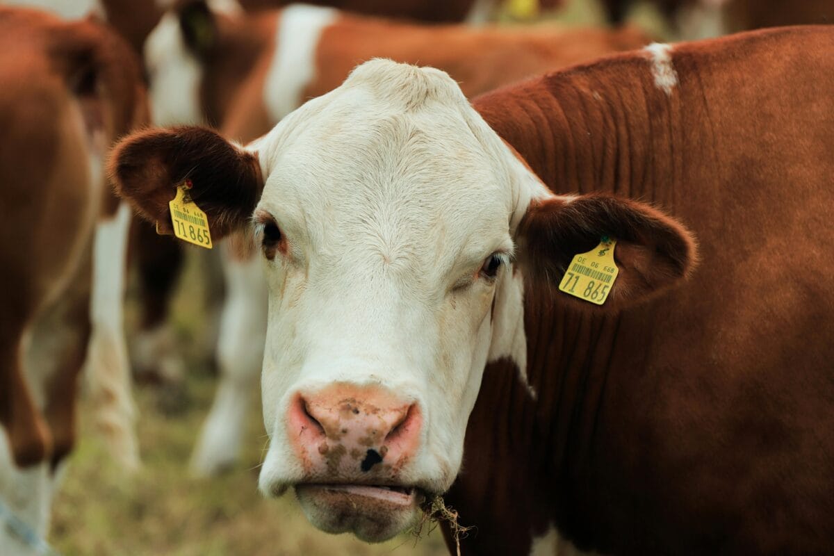 kolagen wołowy właściwości zastosowanie na stawy i tkanki