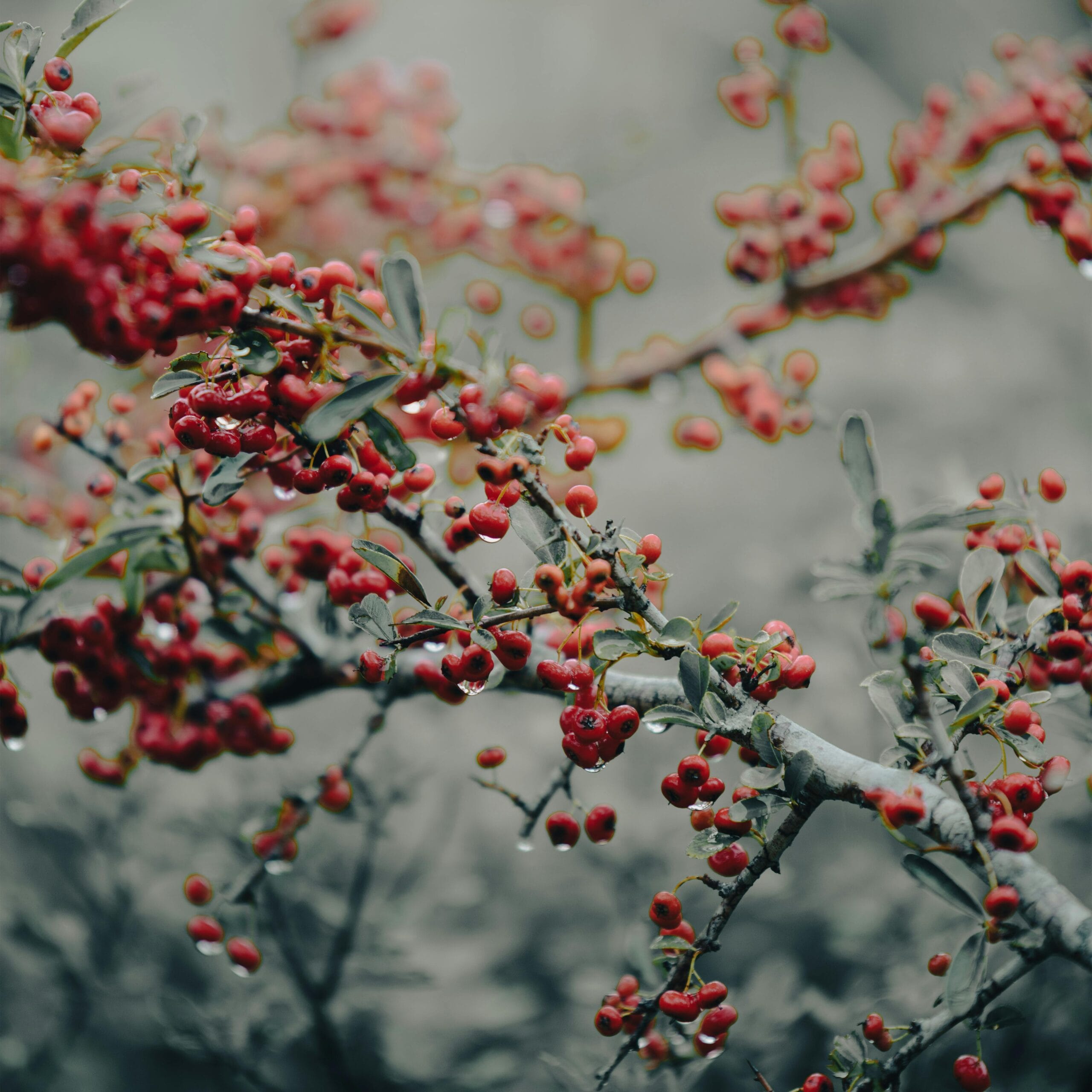 Analiza kliniczna suplementacji berberyną